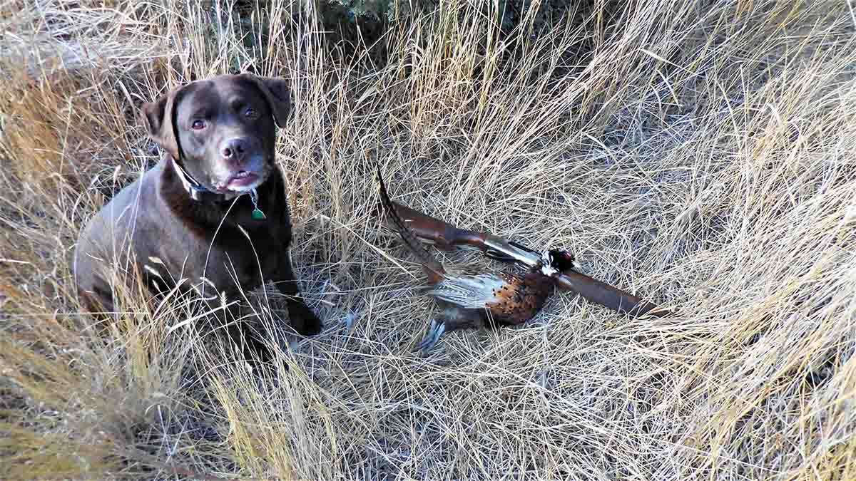 The first bird John got with SpheroTungston turned out to be a rooster pheasant, which crumpled to a pretty long shot.